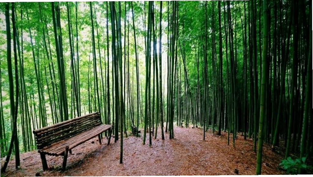 Rừng trúc Mù Cang Chải - Thái An Travel