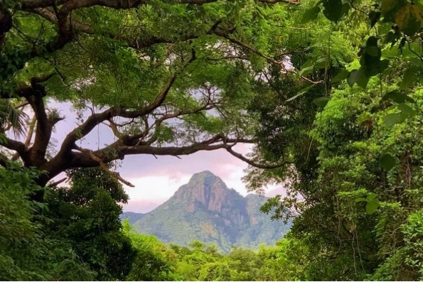 Rừng Yakushima cổ đại với cây tuyết tùng hàng ngàn năm tuổi