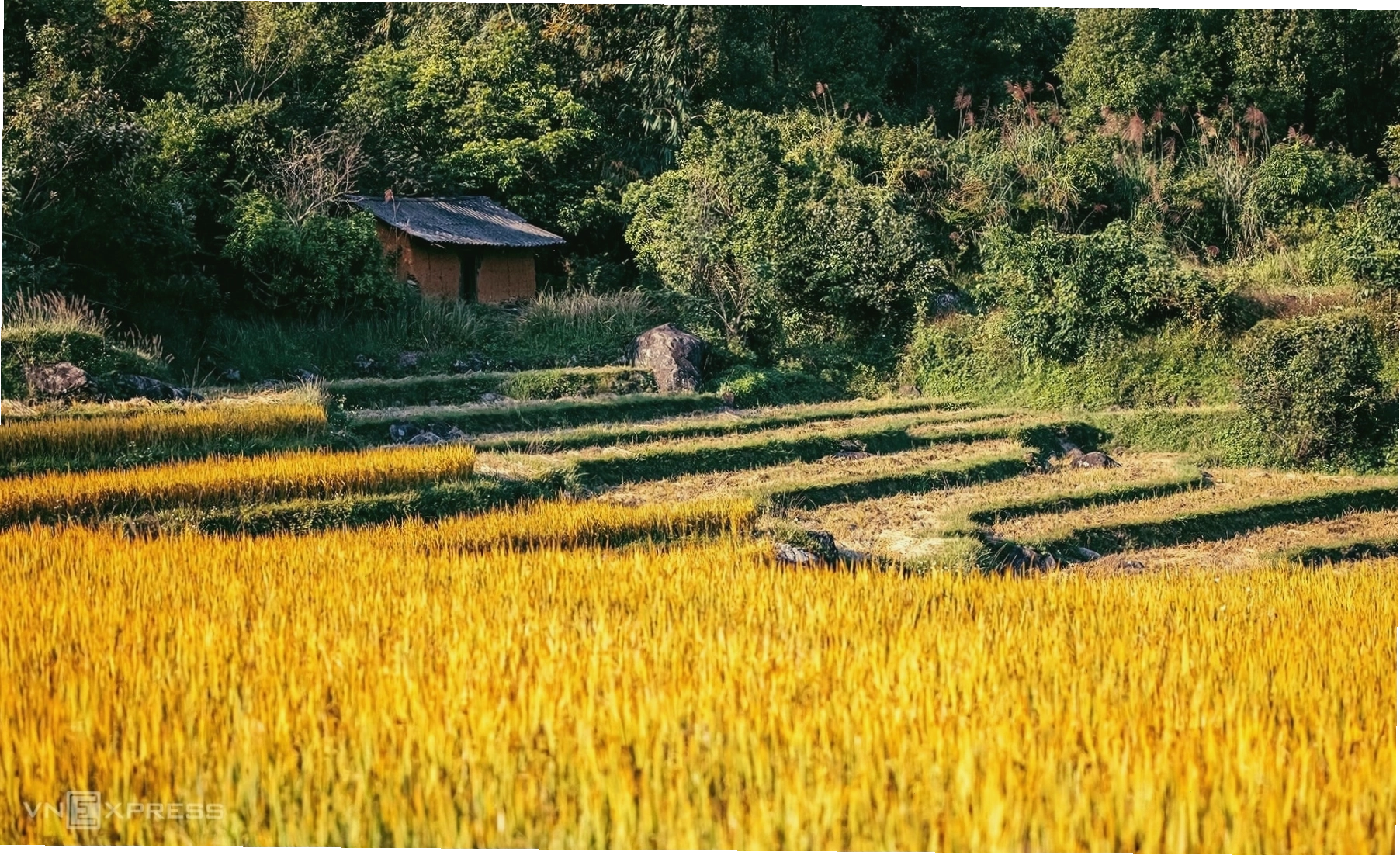 Ruộng bậc thang Bình Liêu mùa lúa chín vàng rực