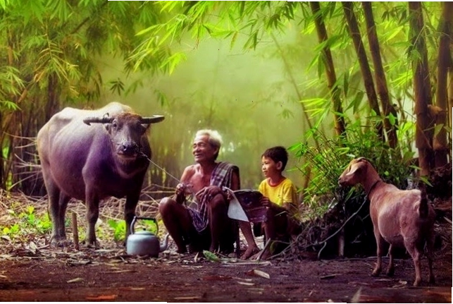 Ruộng bậc thang buổi sớm mai