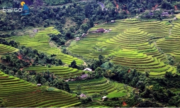 Ruộng bậc thang Hà Giang tháng 9 với màu vàng óng ả