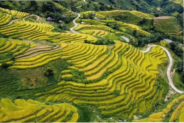 Ruộng bậc thang Hoàng Su Phì mùa lúa chín
