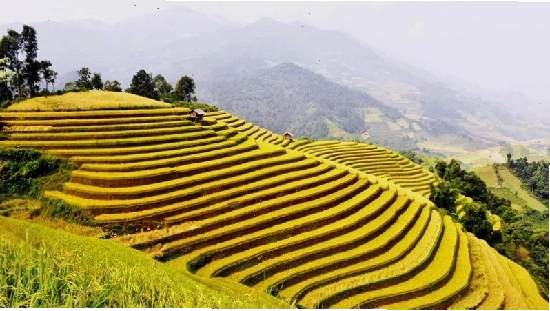 Ruộng bậc thang Hoàng Su Phì mùa lúa chín