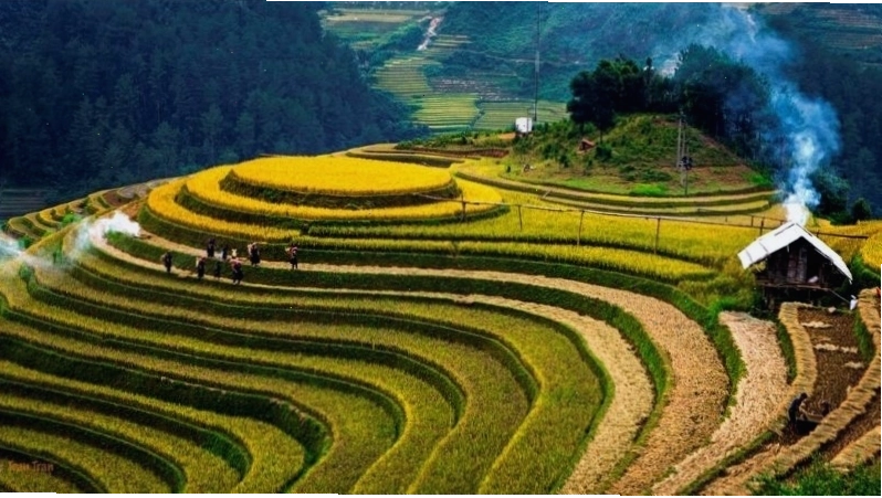 Ruộng bậc thang Hoàng Su Phì mùa lúa chín rực rỡ