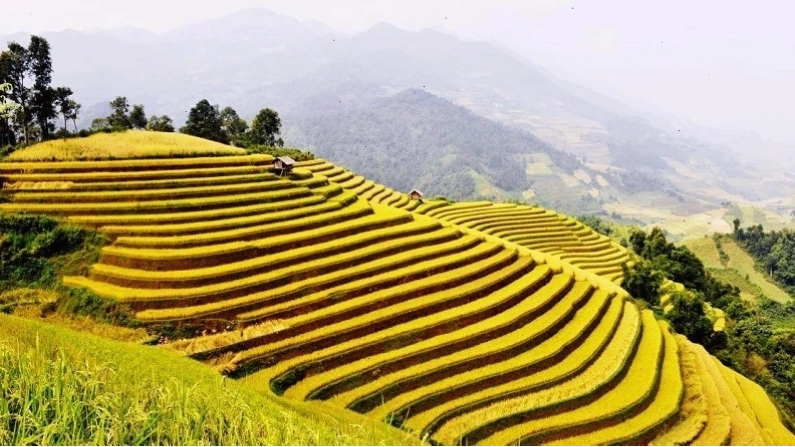 Ruộng bậc thang Hoàng Su Phì mùa lúa chín rực rỡ