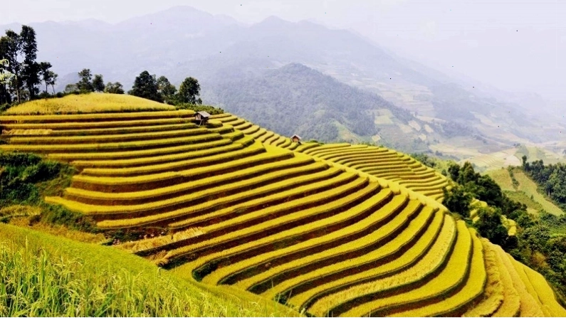 Ruộng bậc thang Hoàng Su Phì mùa lúa chín rực rỡ