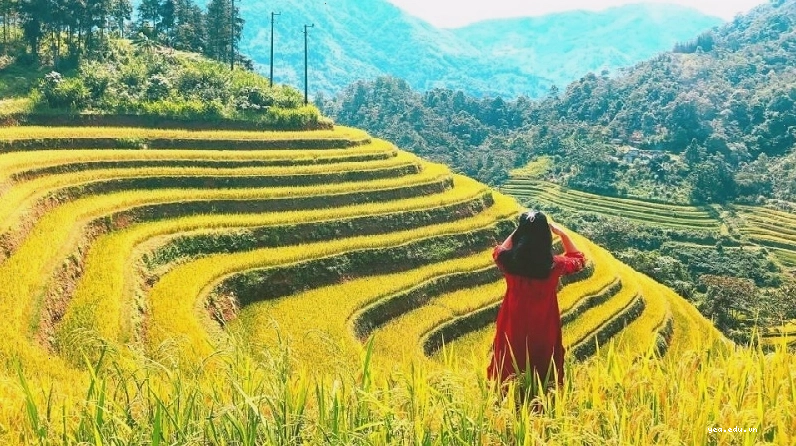 Ruộng bậc thang Hoàng Su Phì mùa lúa chín vàng rực một góc trời