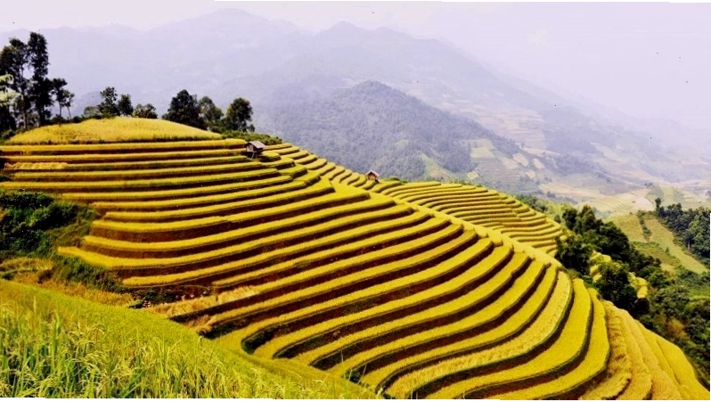 Ruộng bậc thang Hoàng Su Phì mùa lúa chín vàng rực