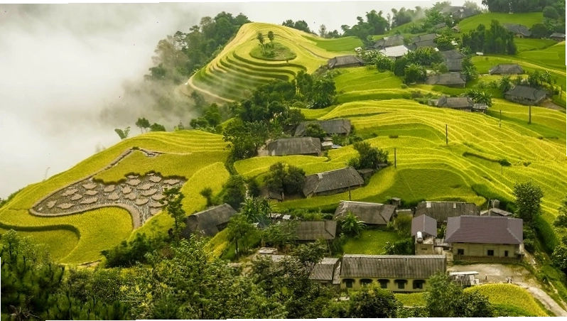 Ruộng bậc thang Mù Cang Chải mùa lúa chín