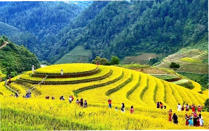 Ruộng bậc thang Mù Cang Chải mùa lúa chín vàng rực rỡ