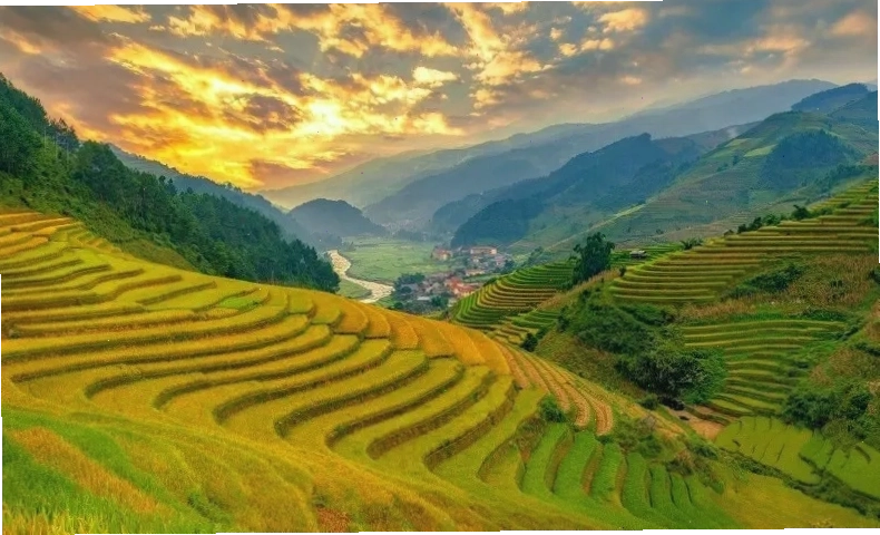 Ruộng bậc thang Mù Cang Chải mùa lúa chín vàng rực
