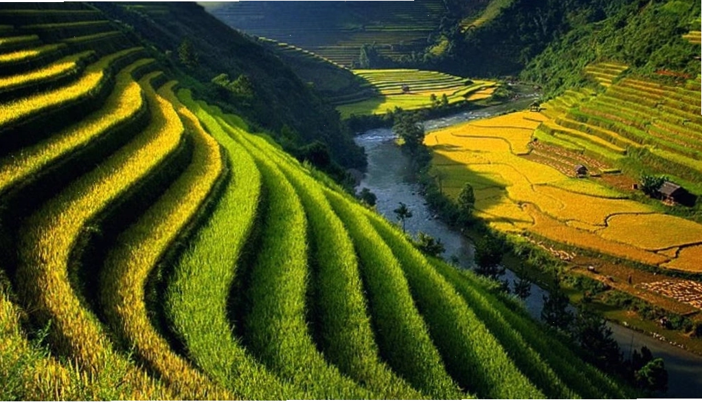 Ruộng bậc thang mùa lúa chín rực rỡ ở vùng núi phía Bắc Việt Nam
