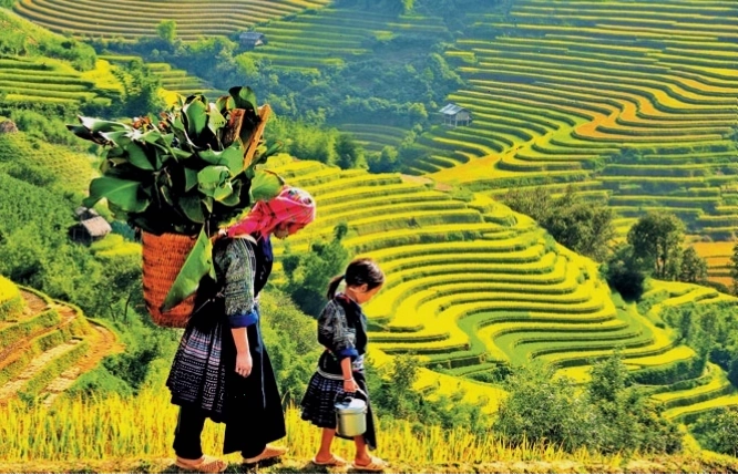 Ruộng bậc thang Sa Pa mùa lúa chín