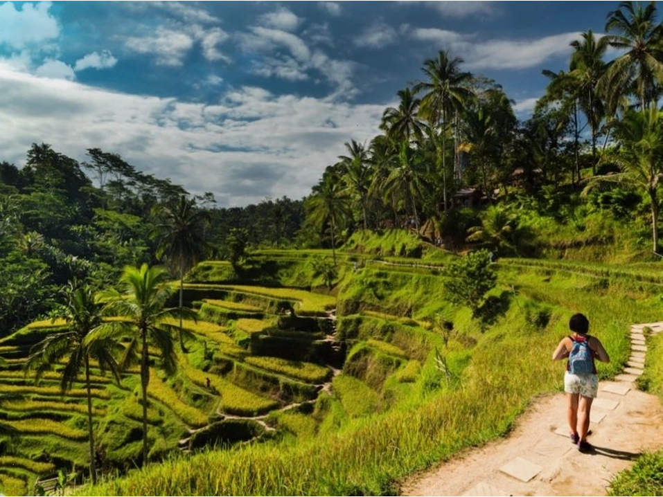Ruộng bậc thang Tegalalang, Indonesia với hàng cọ xanh mướt