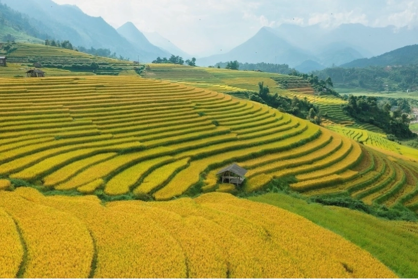 Ruộng bậc thang uốn lượn trên sườn đồi miền sơn cước