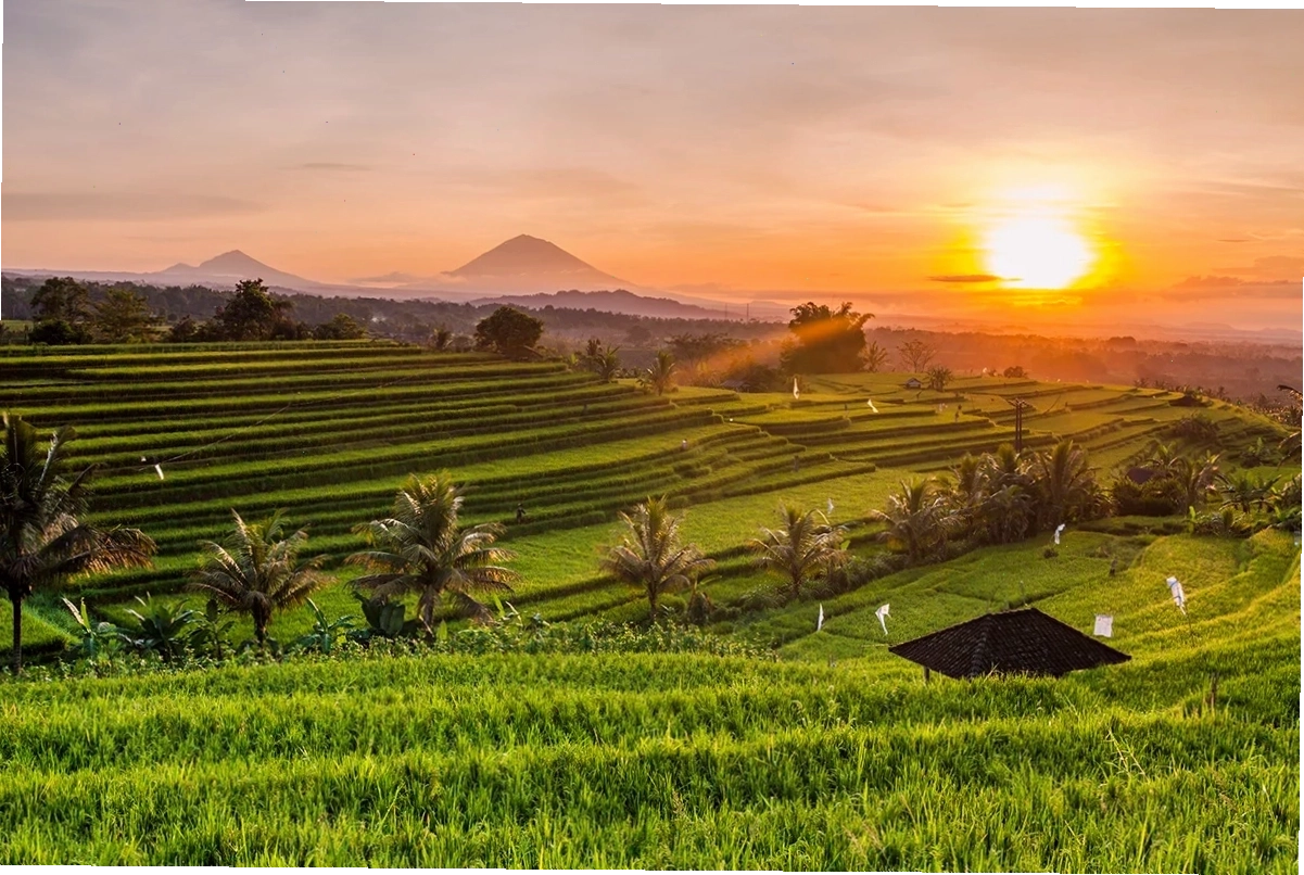 Ruộng bậc thang và rừng rậm tại Ubud, Bali
