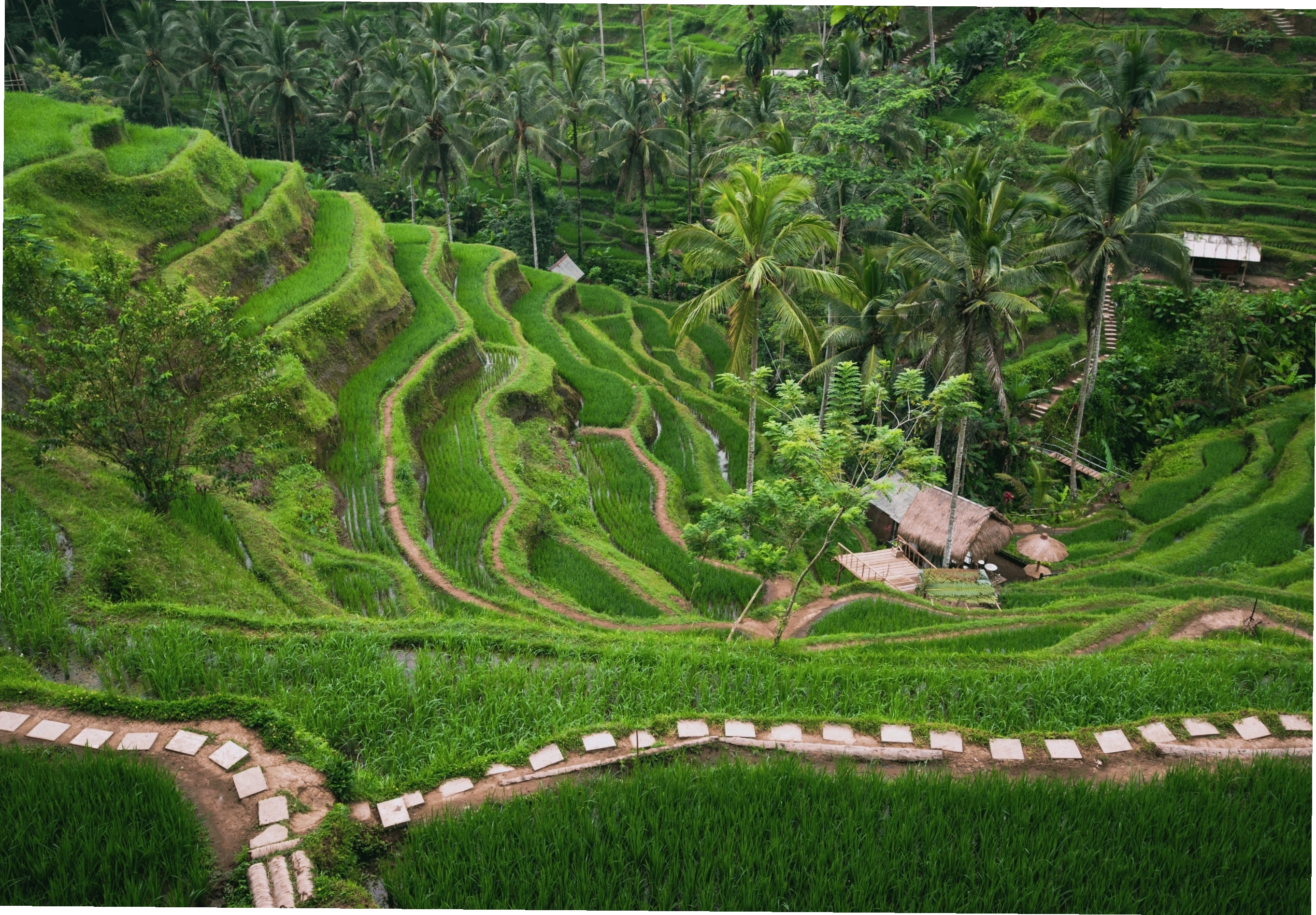 Ruộng bậc thang xanh mướt đặc trưng của Bali