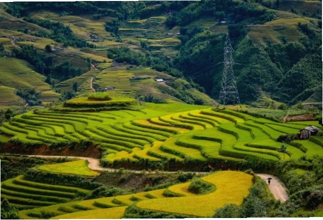 Ruộng bậc thang Y Tý mùa lúa chín trải dài ngút tầm mắt