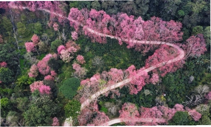 Sắc hoa mai anh đào nở rộ trên núi rừng Chiang Mai vào đầu năm