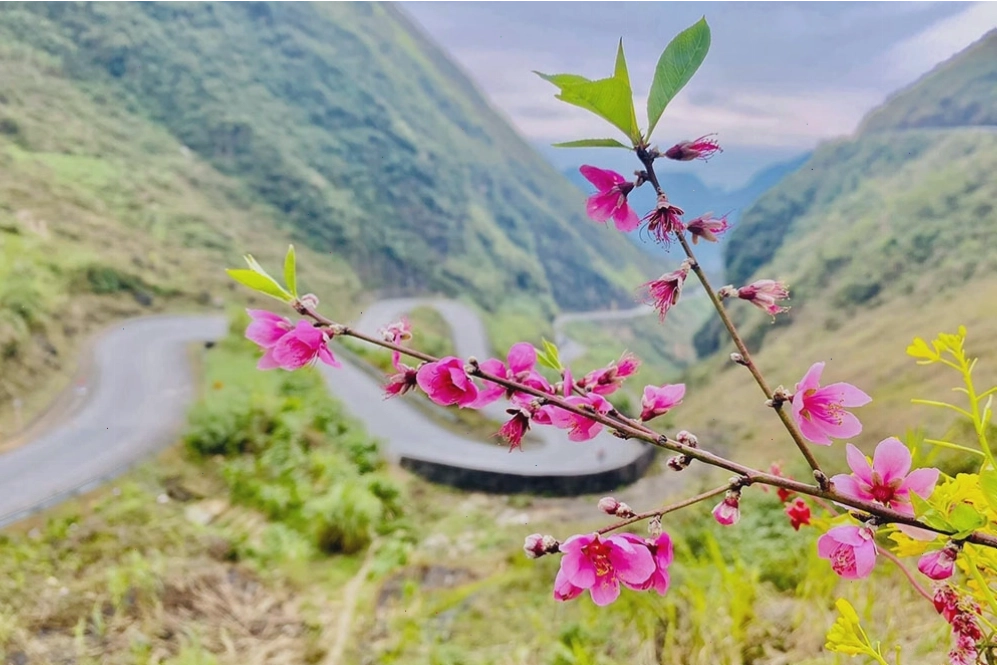 Sắc hồng trên đèo Mã Pí Lèng