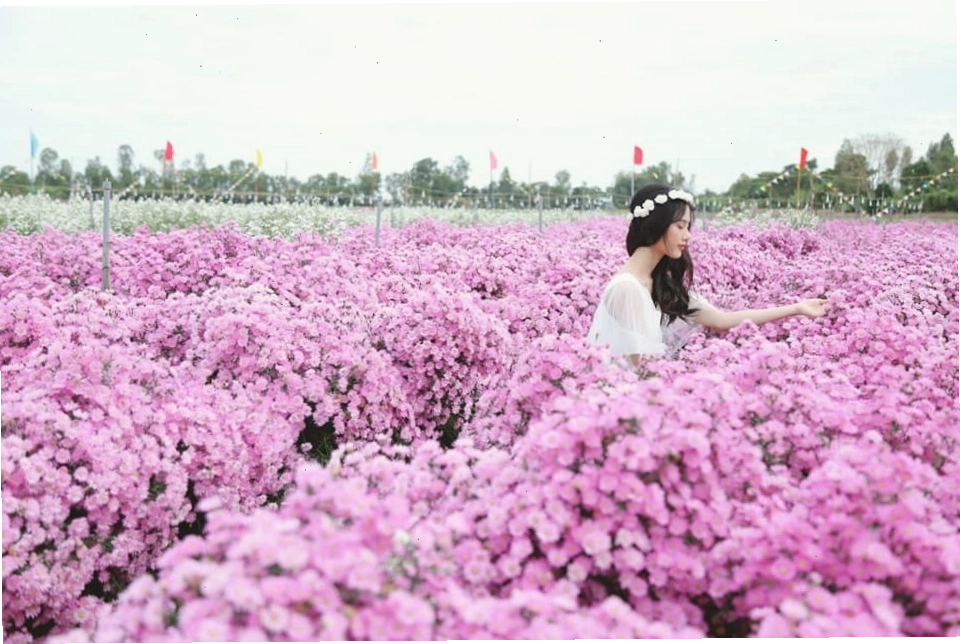 Sắc tím lãng mạn của hoa thạch thảo tại Cánh đồng Hoa Thiên Anh