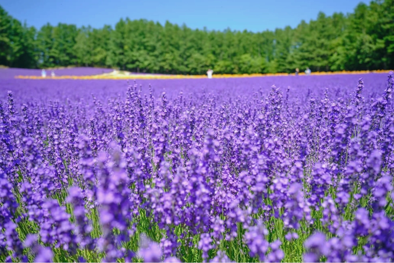 Sắc tím oải hương rực rỡ tại nông trại Tomita, Hokkaido