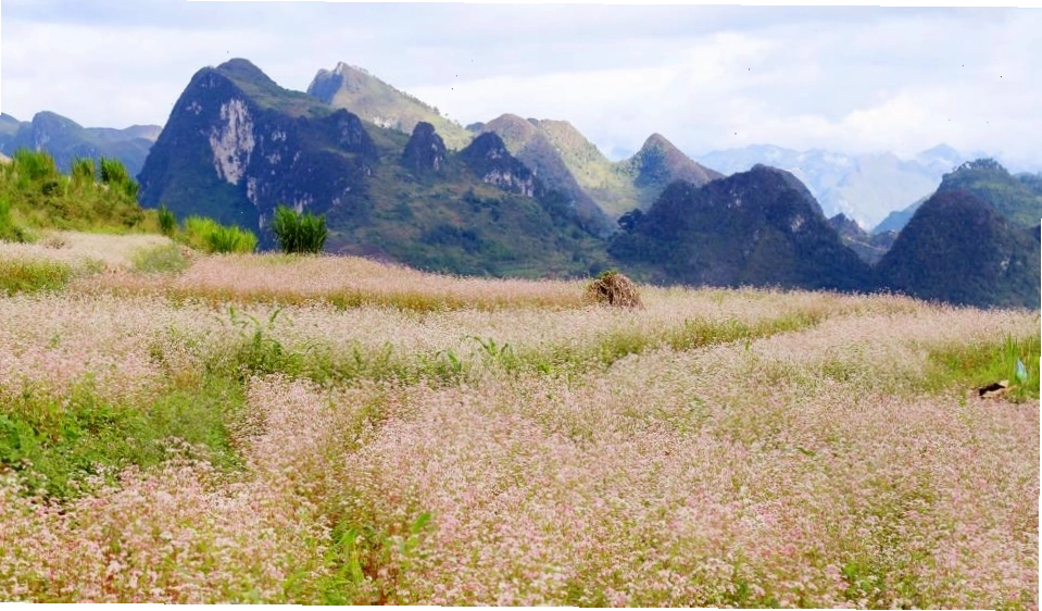 Sapa chìm trong màn sương mù dày đặc vào mùa đông