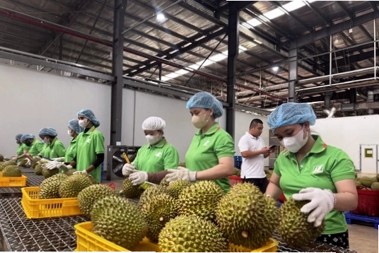 Sầu riêng và nâng chất lượng