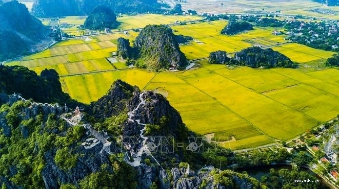 Tam Cốc Ninh Bình với cảnh quan sơn thủy hữu tình mùa lúa chín