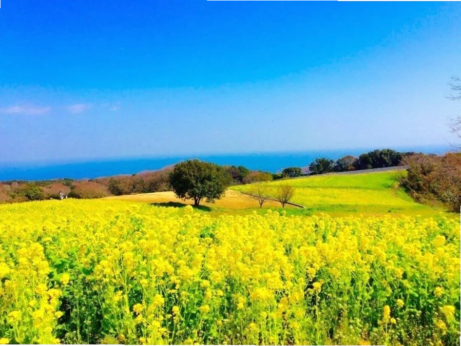 Tấm thảm vàng khổng lồ tại Công viên Awaji Hanasajiki