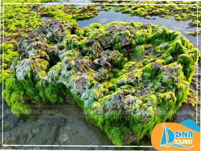 Thảm rêu xanh bao phủ trên Hòn Đỏ