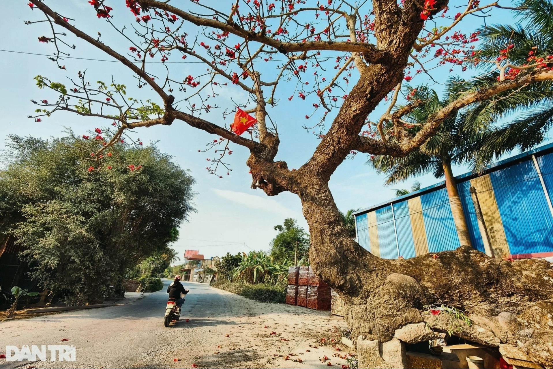 Thân cây gạo gù xù xì được nâng đỡ bởi trụ bê tông