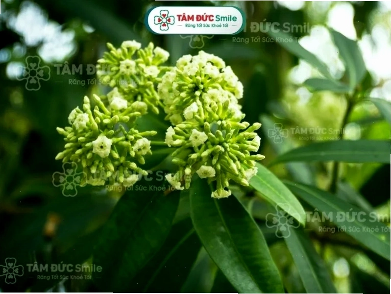 Thời tiết mùa thu dễ chịu, lý tưởng cho các hoạt động du lịch