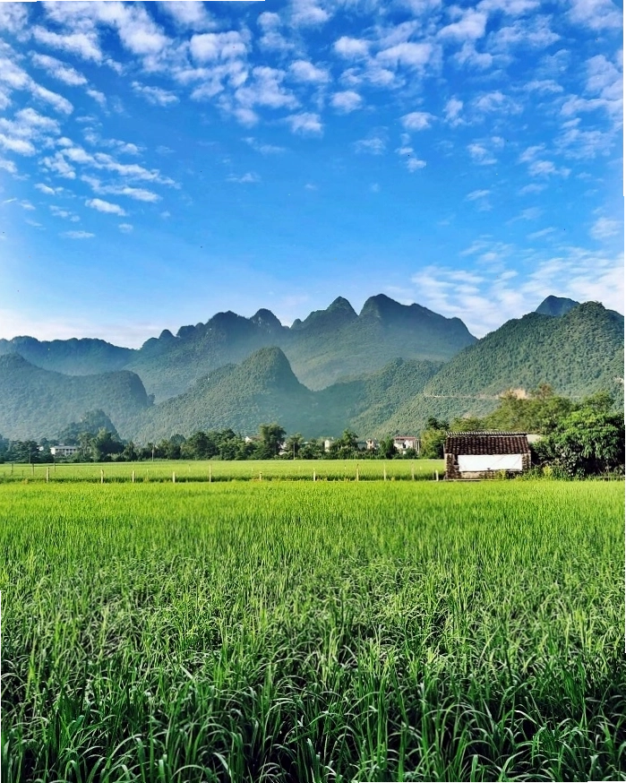 Thông Nông Cao Bằng ở đâu?