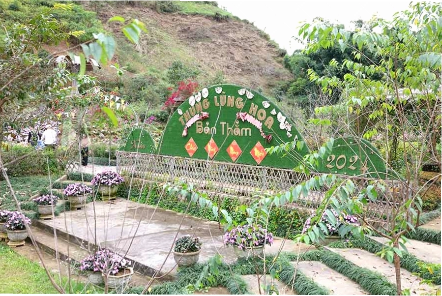 Thung lũng hoa rực rỡ tại Bản Thẳm Lai Châu