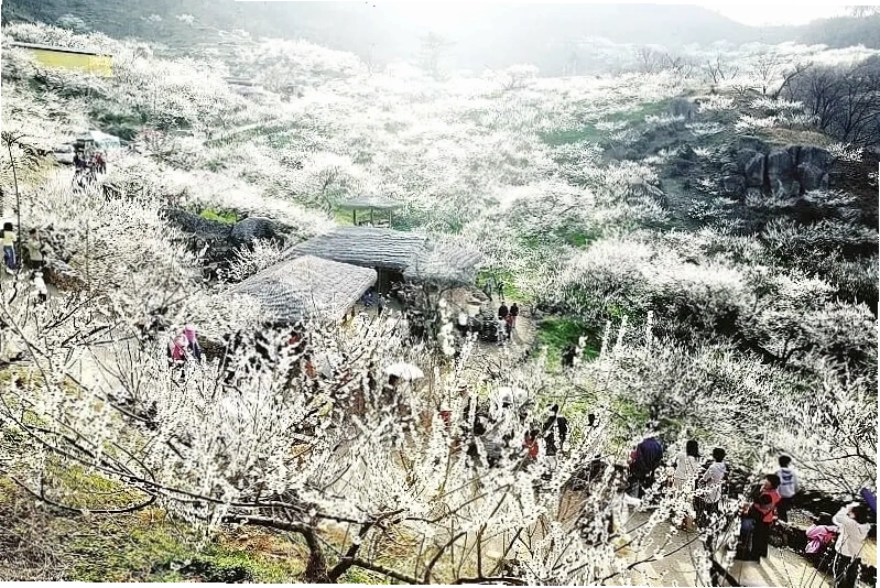 Thung lũng mận Nà Kha mùa xuân