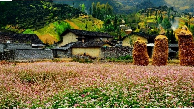Thung lũng Sủng Là với những cánh đồng hoa tam giác mạch