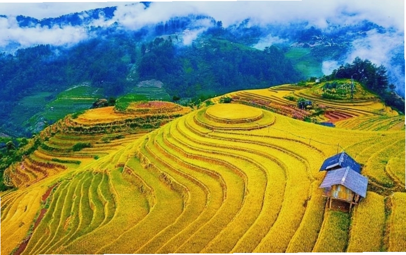 Thung lũng Tú Lệ rực rỡ sắc vàng mùa lúa chín