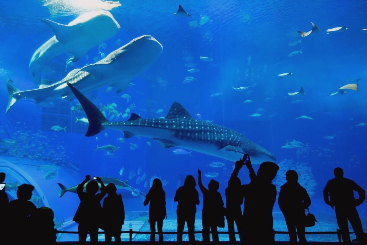Thủy cung Chimelong Ocean Kingdom với quy mô ấn tượng
