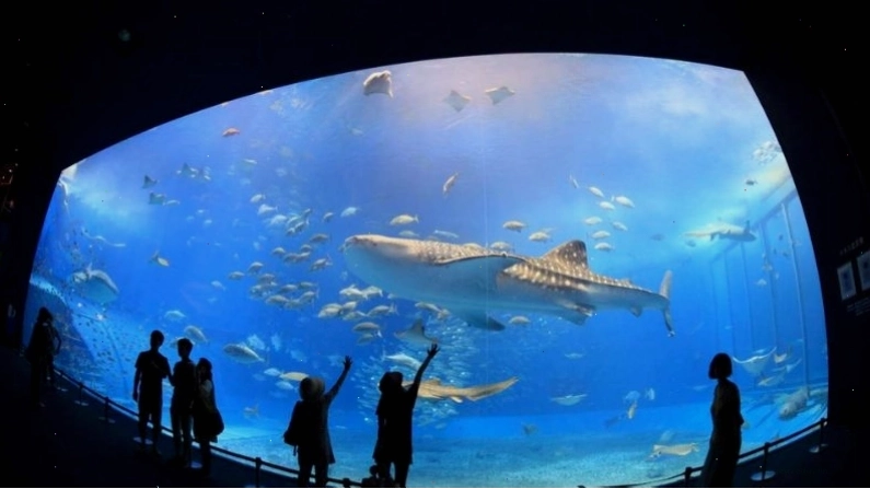 Thủy cung Okinawa Churaumi Aquarium