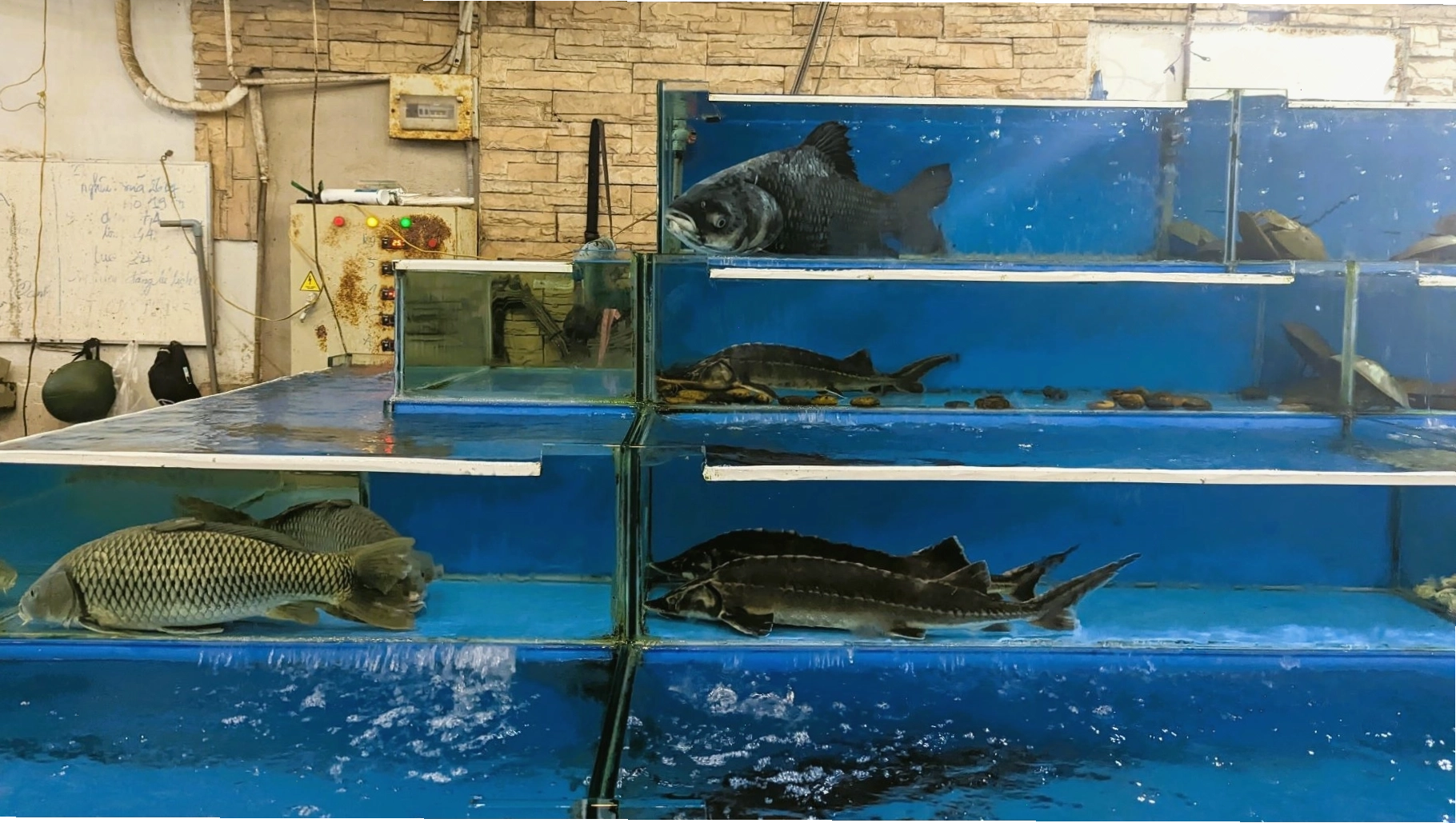 Thủy cung Okinawa Churaumi, Nhật Bản
