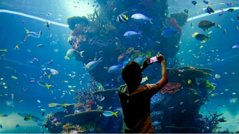 Thủy cung Sea Aquarium lớn nhất thế giới với kiến trúc độc đáo