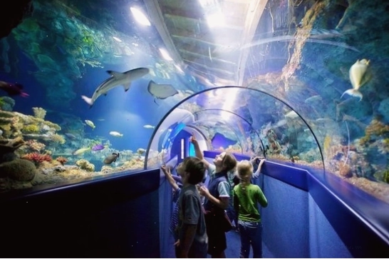 Thủy cung SEA LIFE London với đa dạng sinh vật biển