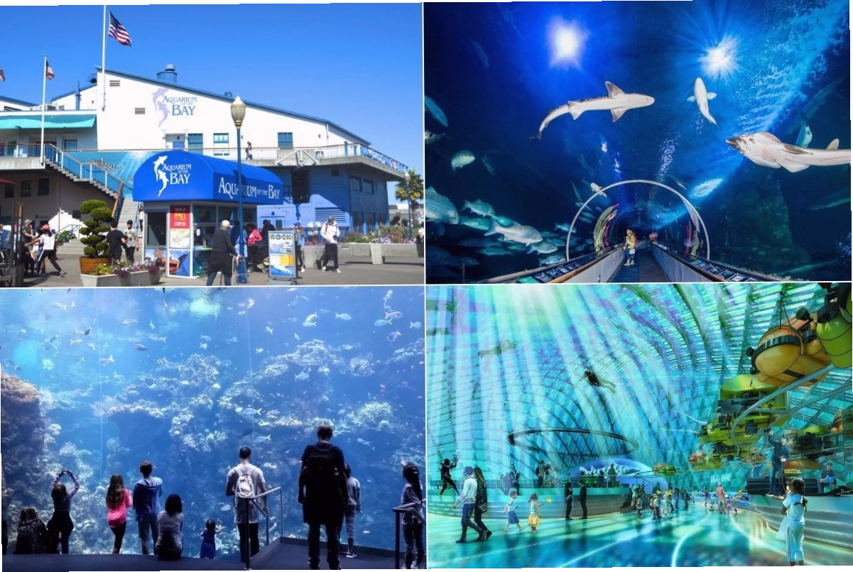 Thủy cung Vịnh San Francisco (Aquarium of the Bay)