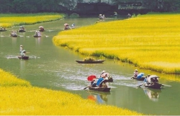 Thuyền tham quan Tam Cốc mùa lúa chín vàng rực rỡ hai bên bờ sông Ngô Đồng