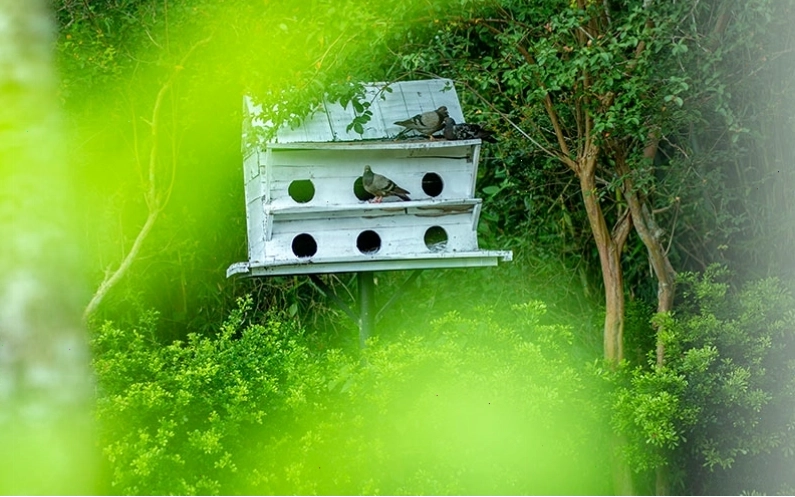Tiệc BBQ ngoài trời tại An Lạc Eco Farm & Hot Springs