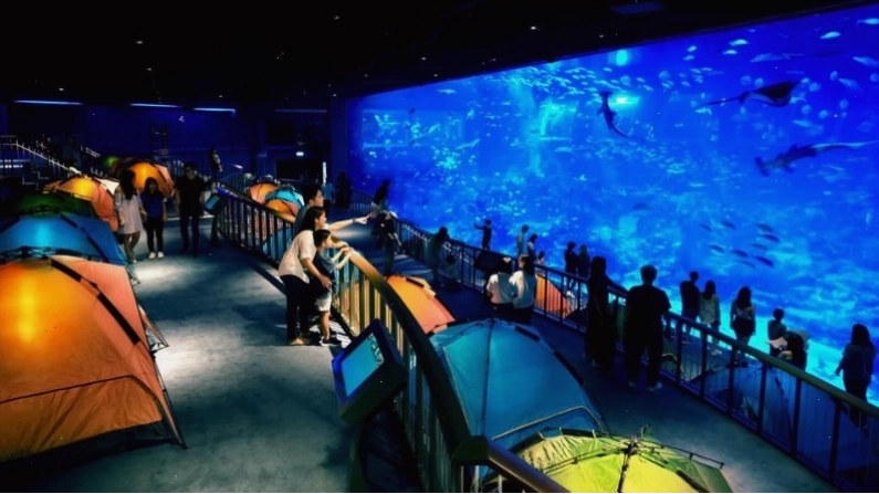 Tìm hiểu những điều thú vị khi đi Sea Aquarium Singapore