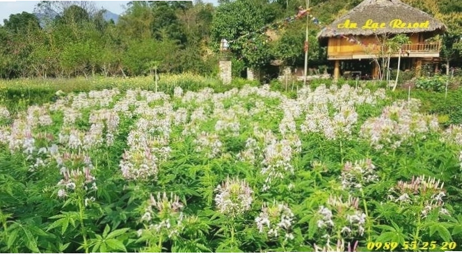 Toàn cảnh An Lạc Resort Vĩnh Đồng Hòa Bình với hồ bơi và khu vui chơi