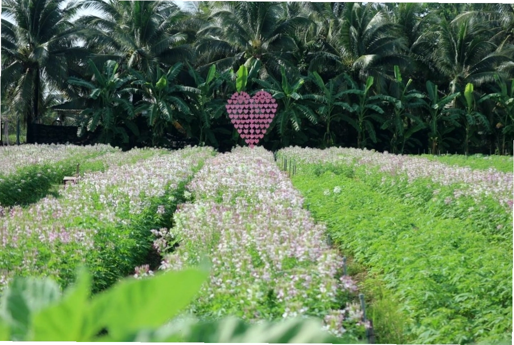 Toàn cảnh Cánh đồng Hoa Thiên Anh An Giang với sắc hoa rực rỡ