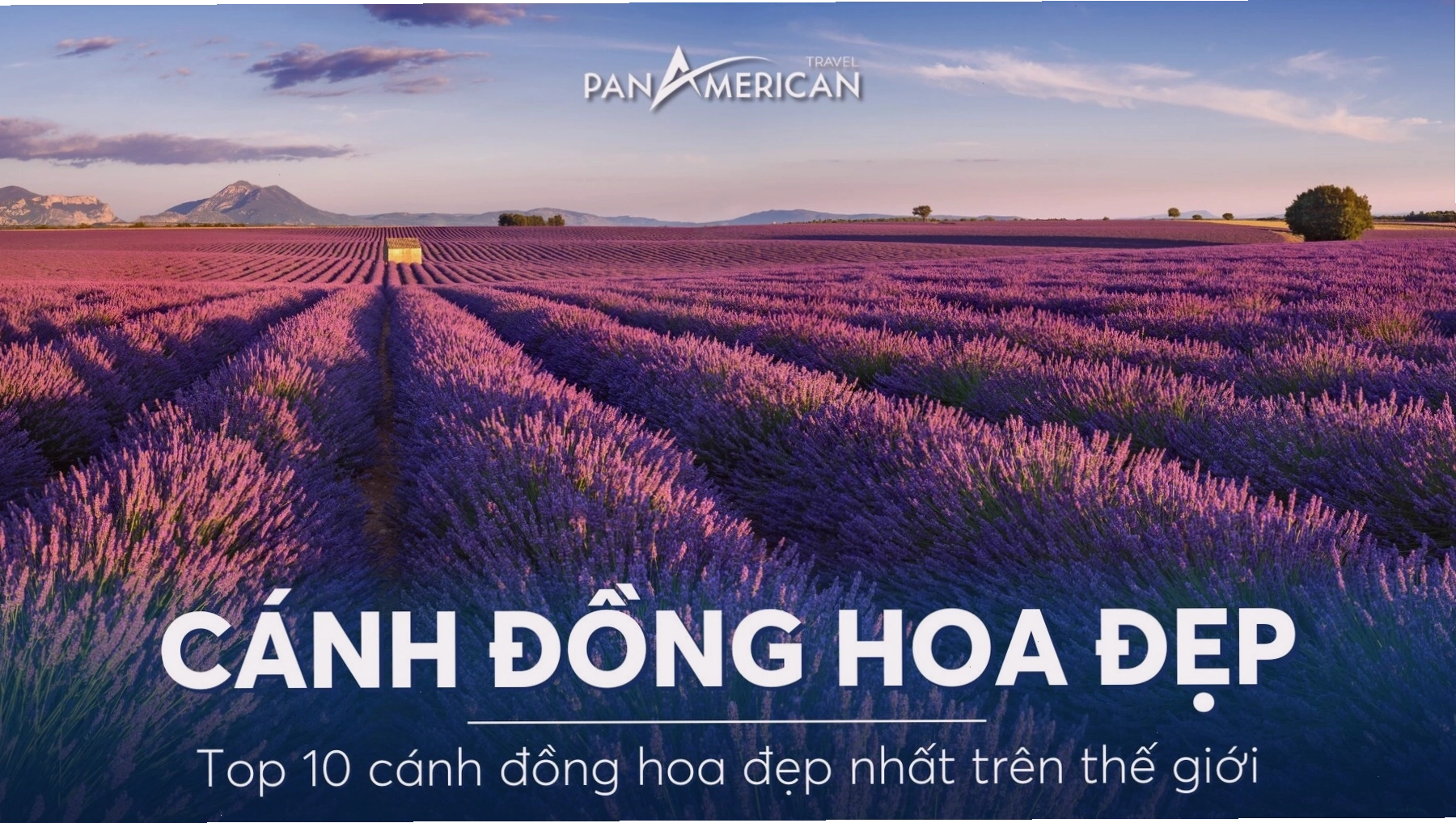 Toàn cảnh một trong những cánh đồng hoa đẹp nhất thế giới